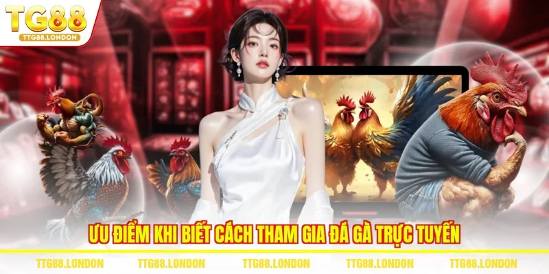 Ưu điểm khi biết cách tham gia đá gà trực tuyến
